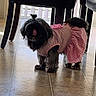 dog, small_dog, black_dog, pink_clothing, dress, indoor, tile_floor, chair, wooden_chair, furniture, sunlight, shadow, pet, animal, cute, domestic, standing, floor, home, window_blinds