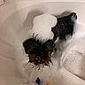 dog, bathtub, bubbles, soap, wet_dog, pet, bath, water, foam, container, tongue, looking_up, small_dog, animal, indoor, cleaning, funny_expression, white, black, fur