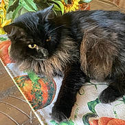 Sally is registered to the contest to win money with this photo: animal, autumn, black_cat, cat, closeup, colorful, cozy, curious, decorative, fabric, feline, fluffy, indoor, pet, pumpkin, relaxing, resting, sunflower, tablecloth, yellow_eyes