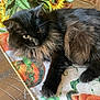 animal, autumn, black_cat, cat, closeup, colorful, cozy, curious, decorative, fabric, feline, fluffy, indoor, pet, pumpkin, relaxing, resting, sunflower, tablecloth, yellow_eyes