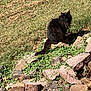 Sally is registered to the contest to win money with this photo: animal, black_cat, calm, cat, curious, daylight, fluffy, fur, grass, greenery, looking, mammal, nature, outdoor, pet, rocks, sitting, sunlight, tail, wildlife