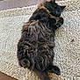 Sally is registered to the contest to win money with this photo: adorable, animal, black_cat, carpet, cat, cozy, cute, fluffy, fur, home, indoor, mammal, paws, pet, relaxed, resting, sleeping, tail, texture, whiskers
