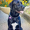 dog, black_dog, pet, sitting, outdoor, flower_pot, marigold, flower, gravel, tongue_out, collar, chain_collar, garden, wall, plant, nature, animal, cute, portrait, daylight