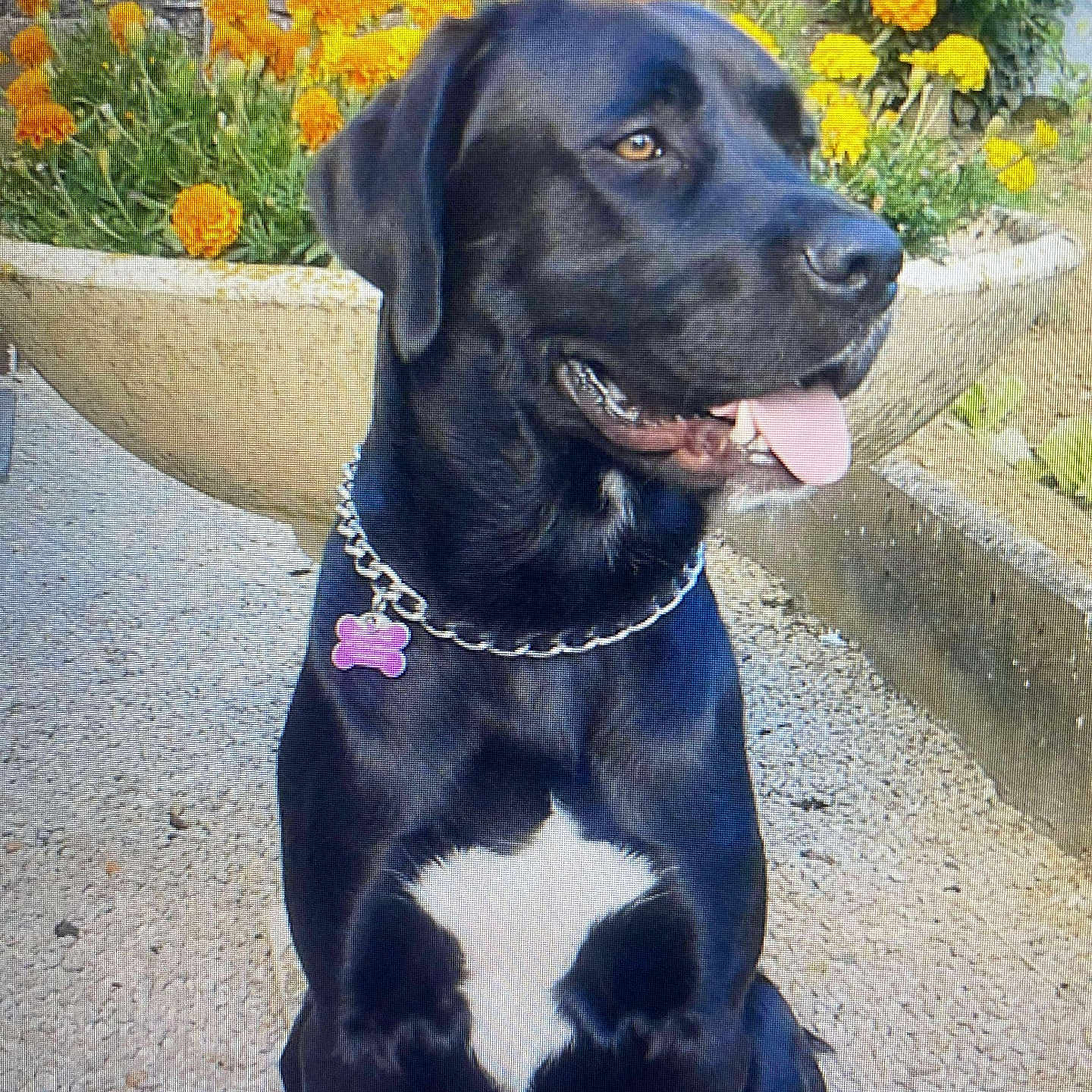 Pilou a rejoint le concours — aidez-le/la à gagner de superbes lots ! dog, black_dog, pet, sitting, outdoor, flower_pot, marigold, flower, gravel, tongue_out, collar, chain_collar, garden, wall, plant, nature, animal, cute, portrait, daylight