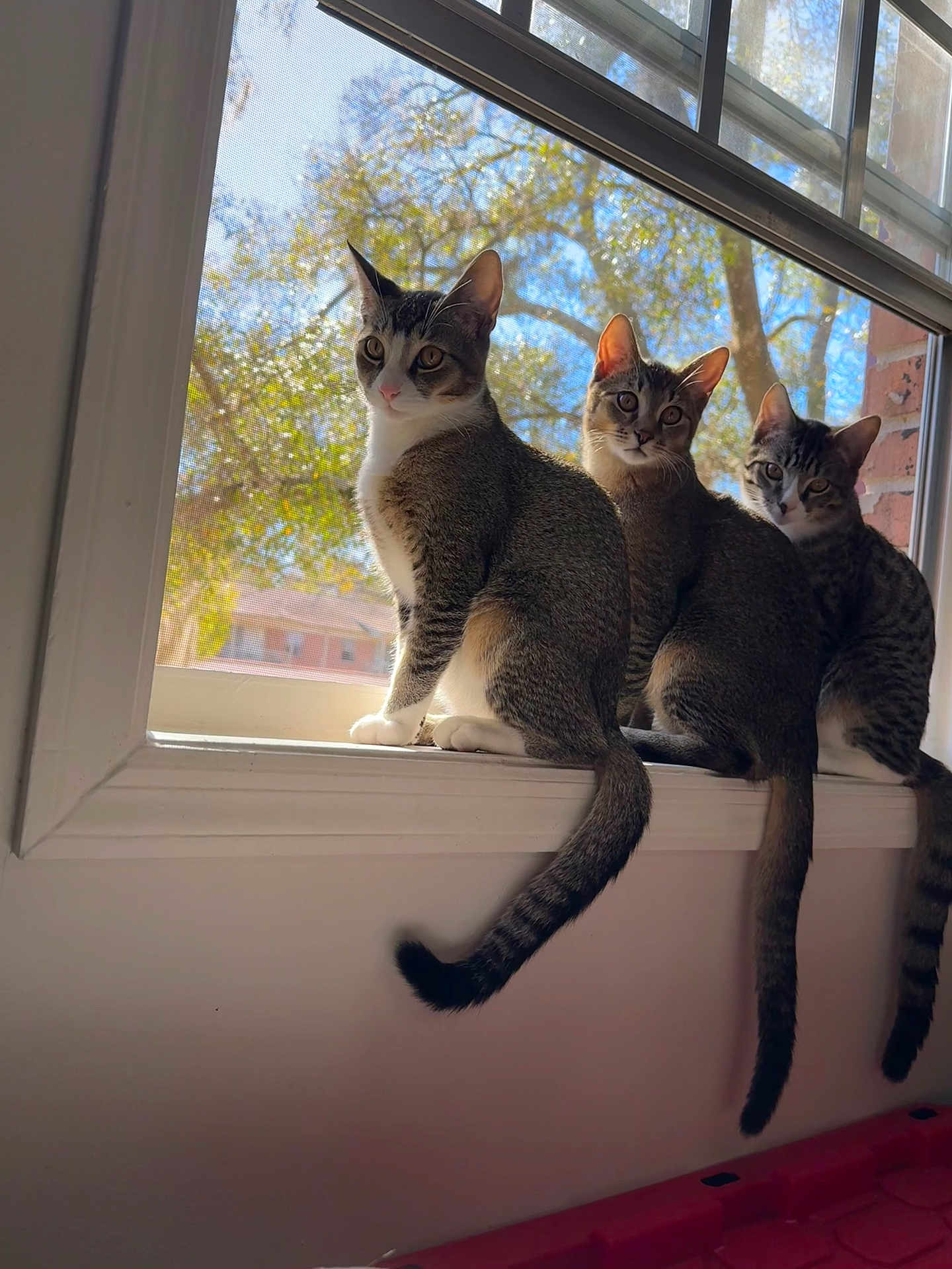 Dean Sam And Jack is registered to the contest to win money with this photo: cat, cats, tabby, windowsill, window, screen, tree, sunlight, daylight, pet, animal, tail, portrait, three, sitting, curious, whiskers, brick_wall, home_interior, outdoor_view