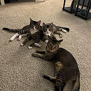 Dean Sam And Jack is registered to the contest to win money with this photo: cat, cats, tabby_cat, tabby, striped, carpet, indoor, living_room, furniture, coffee_table, nightstand, pet, three_animals, toy_mouse, whiskers, paws, ears, relaxed, lying_down, eye_contact