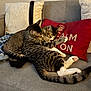 Dean Sam And Jack is registered to the contest to win money with this photo: cat, cats, tabby, cuddling, sleeping, pillow, red_pillow, sofa, couch, blanket, plaid_shirt, denim, paw, tail, whiskers, fur, indoor, cozy, pet, furniture