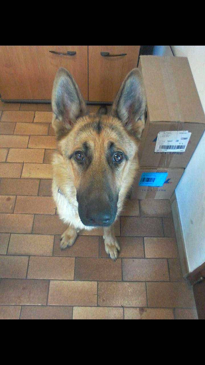 Joyce a rejoint le concours — aidez-le/la à gagner de superbes lots ! canidae, carnivore, companion_dog, dog, dog_breed, ear, eye, fawn, flooring, fur, german_shepherd_dog, head, herding_dog, jaw, snout, sporting_group, terrestrial_animal, whiskers, working_animal, working_dog