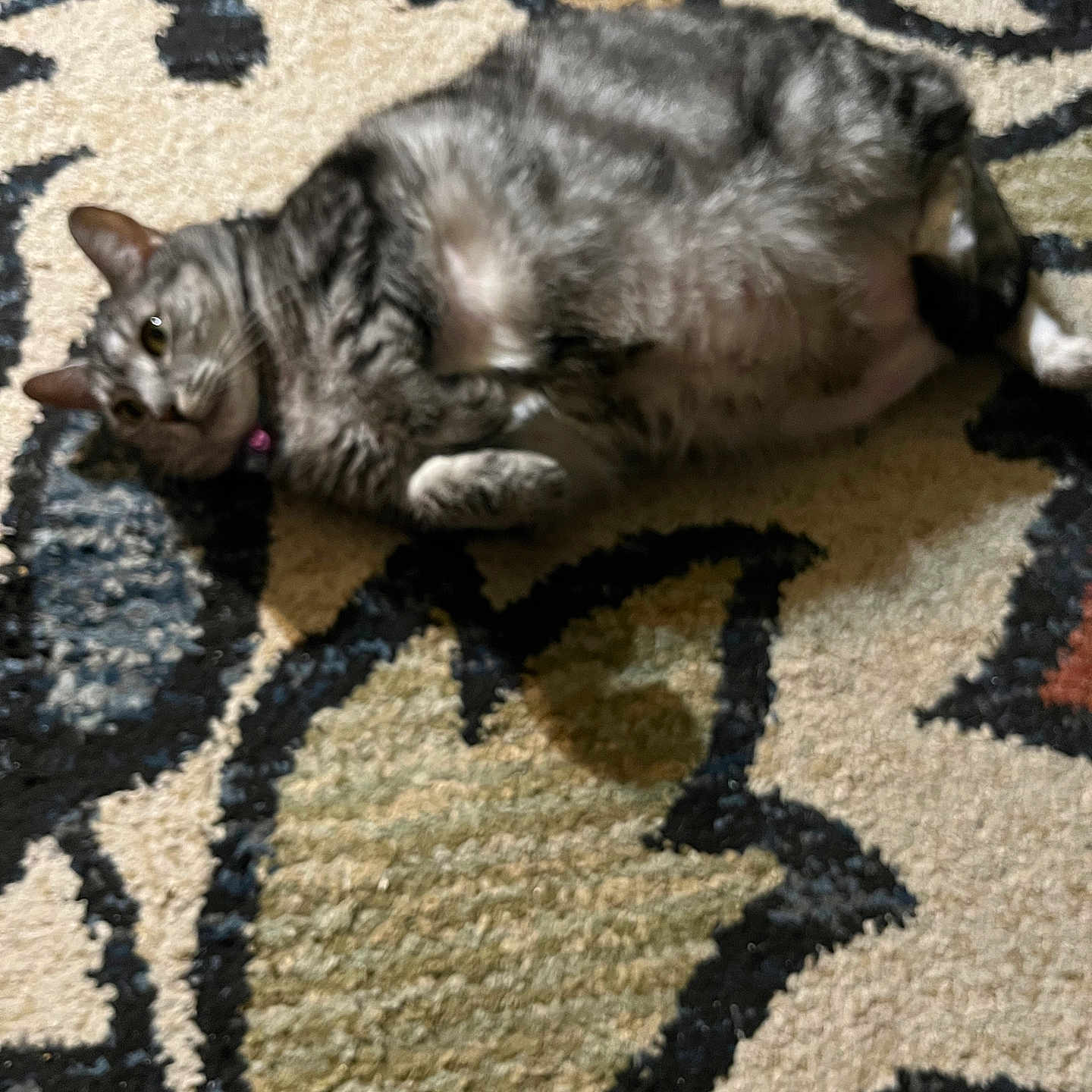 Daisy joined the competition — help win amazing prizes! animal, carpet, cat, collar, curious, cute, domestic_animal, ears, feline, fur, gray_tabby, home, indoor, lying_down, patterned_rug, paw, pet, relaxed, resting, whiskers
