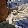 kitten, cat, sleeping, gray_and_white, fur, whiskers, ears, paws, cozy, blanket, cushion, sofa, indoors, portrait, cute, relaxed, resting, soft, pet, nap
