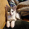 Xena a rejoint le concours — aidez-le/la à gagner de superbes lots ! kitten, cat, gray_and_white, fluffy, cute, animal, pet, portrait, indoors, blanket, cushions, couch, sitting, front_paws, whiskers, ears, eyes, face, soft_fur, cozy