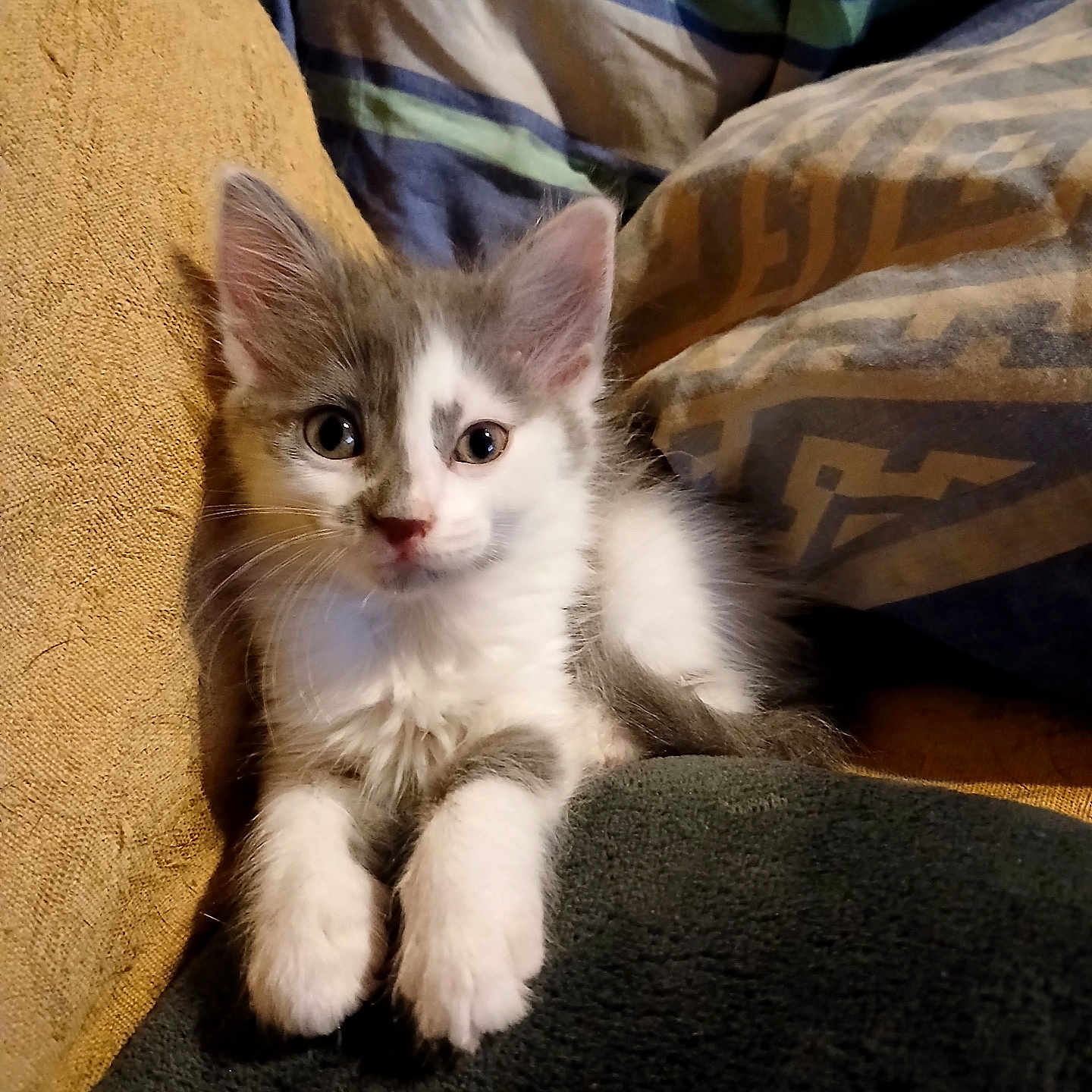 Xena