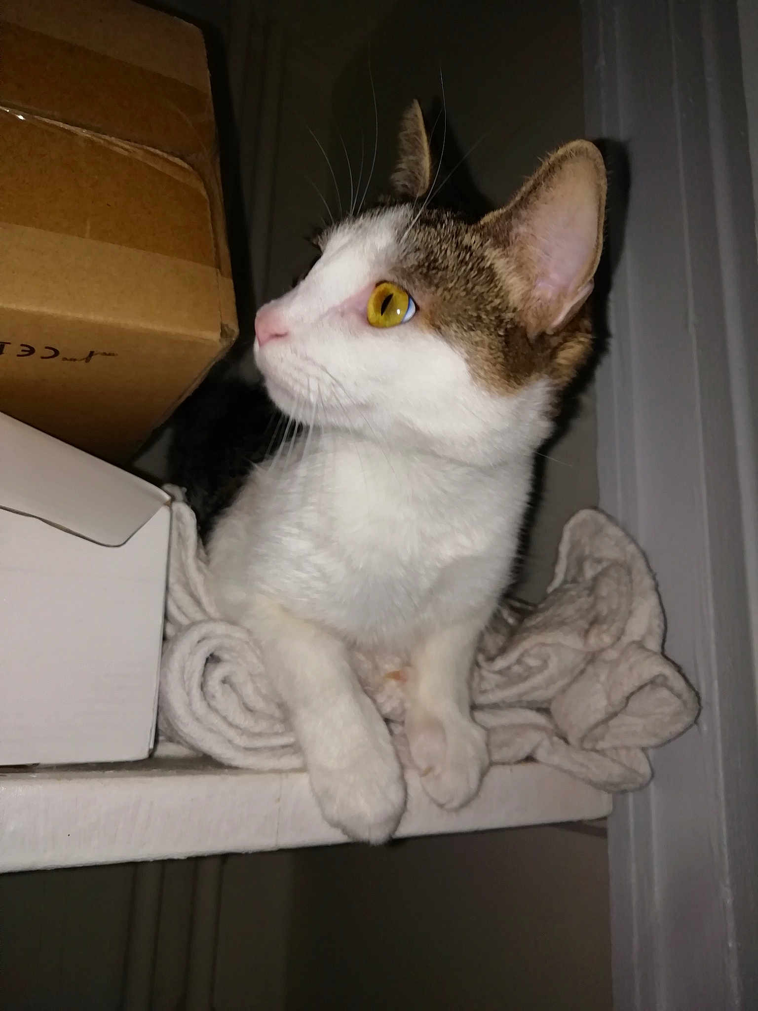 Lilou