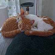 Noisette Et Lady a rejoint le concours — aidez-le/la à gagner de superbes lots ! cat, sleeping, cozy, indoor, feline, pet, ginger, white, blanket, resting, cute, animal, fur, tail, ears, domestic, curled_up, napping, quiet, comfortable