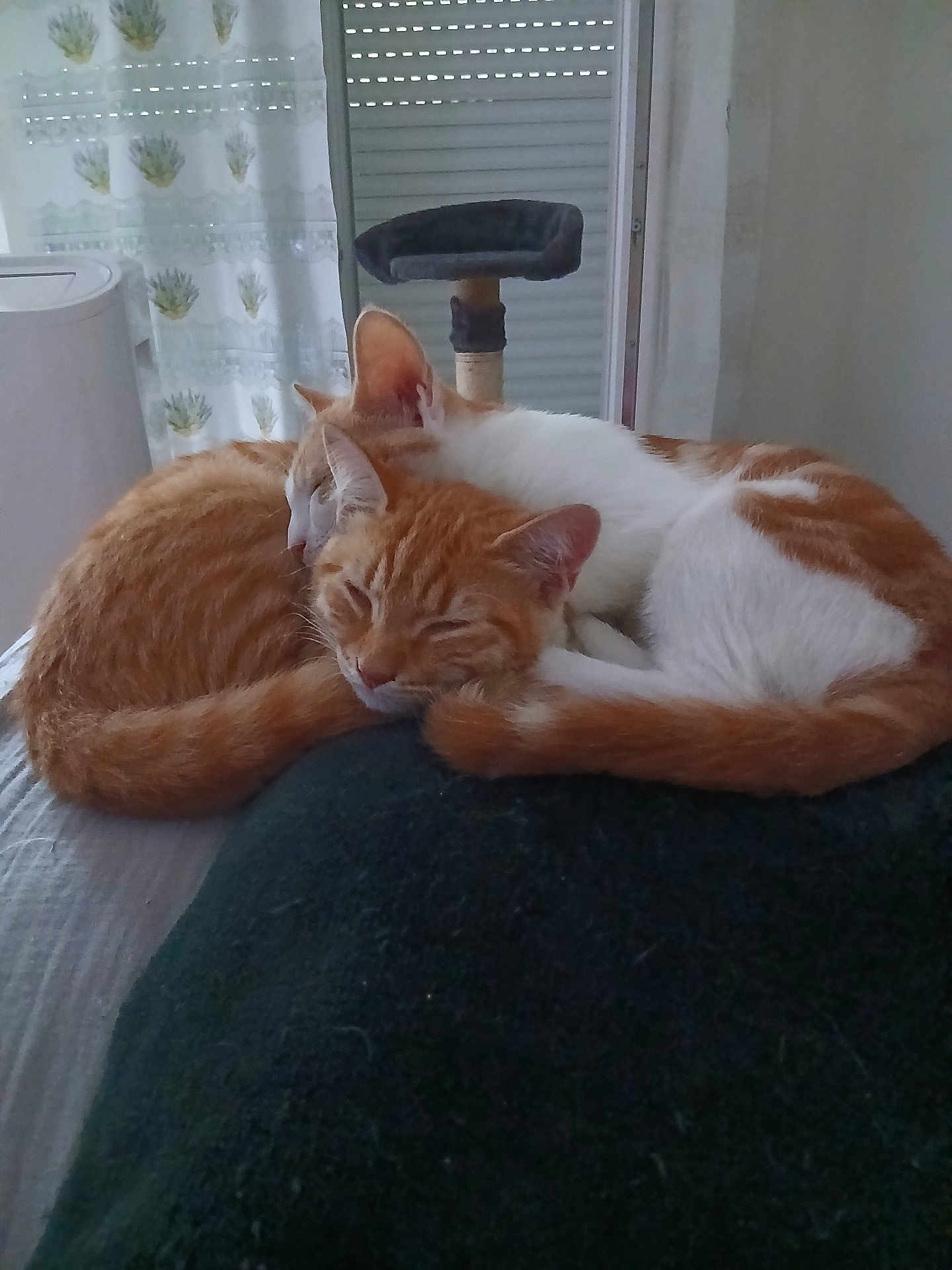 Noisette Et Lady