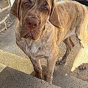 Serabi is registered to the contest to win money with this photo: dog, brindle, canine, pet, outdoor, steps, concrete, ears, closeup, portrait, looking_up, sunlight, shadow, stone_wall, garden_hose, animal, mammal, domestic, friendly, curious
