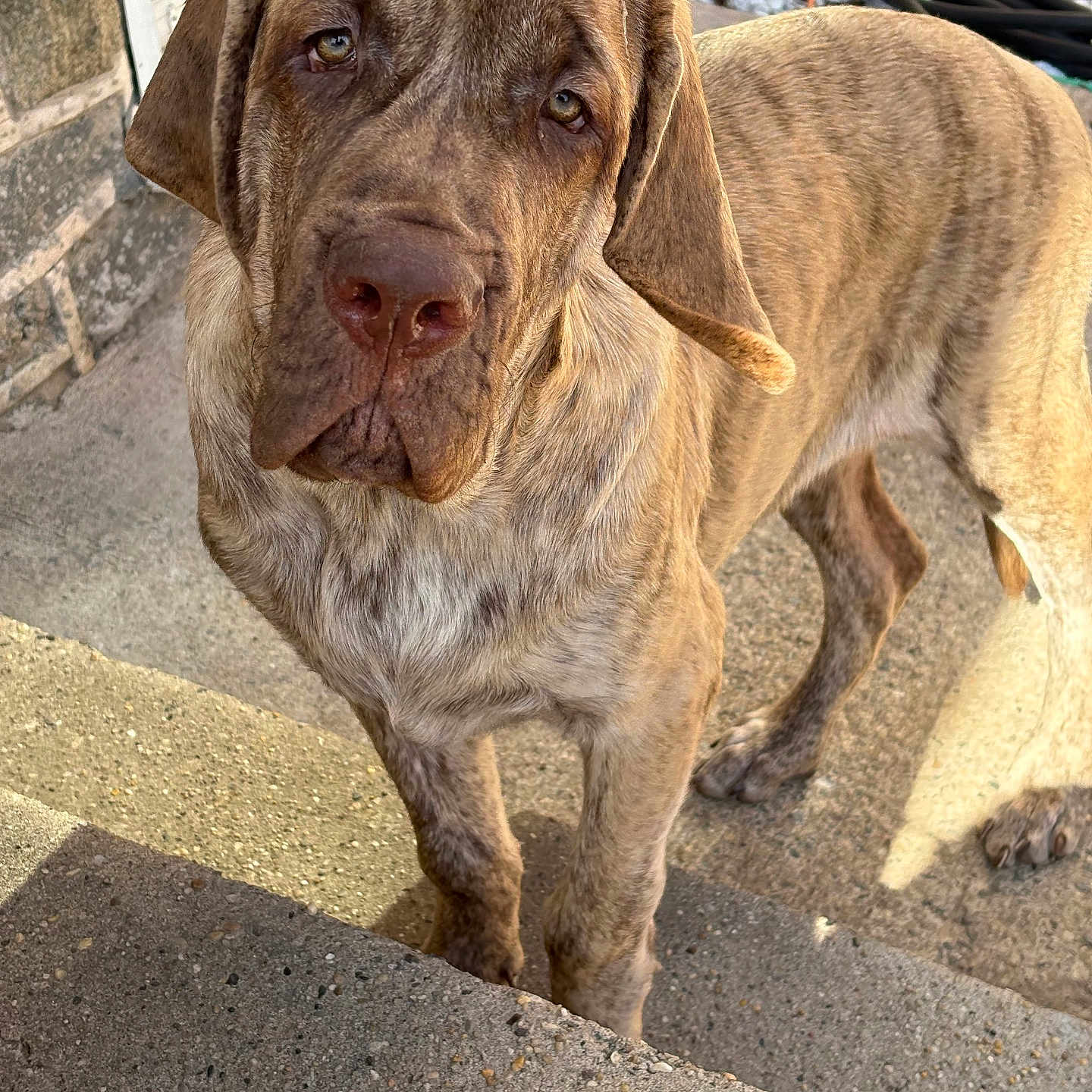 Serabi is registered to the contest to win money with this photo: dog, brindle, canine, pet, outdoor, steps, concrete, ears, closeup, portrait, looking_up, sunlight, shadow, stone_wall, garden_hose, animal, mammal, domestic, friendly, curious