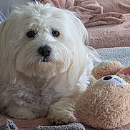 Winy a rejoint le concours — aidez-le/la à gagner de superbes lots ! animal, blanket, canine, couch, cushion, dog, eskimodog, furniture, homedecor, indoors, linen, pet, plush, poodle, puppy, teddybear, terrier, towel, toy, whitedog