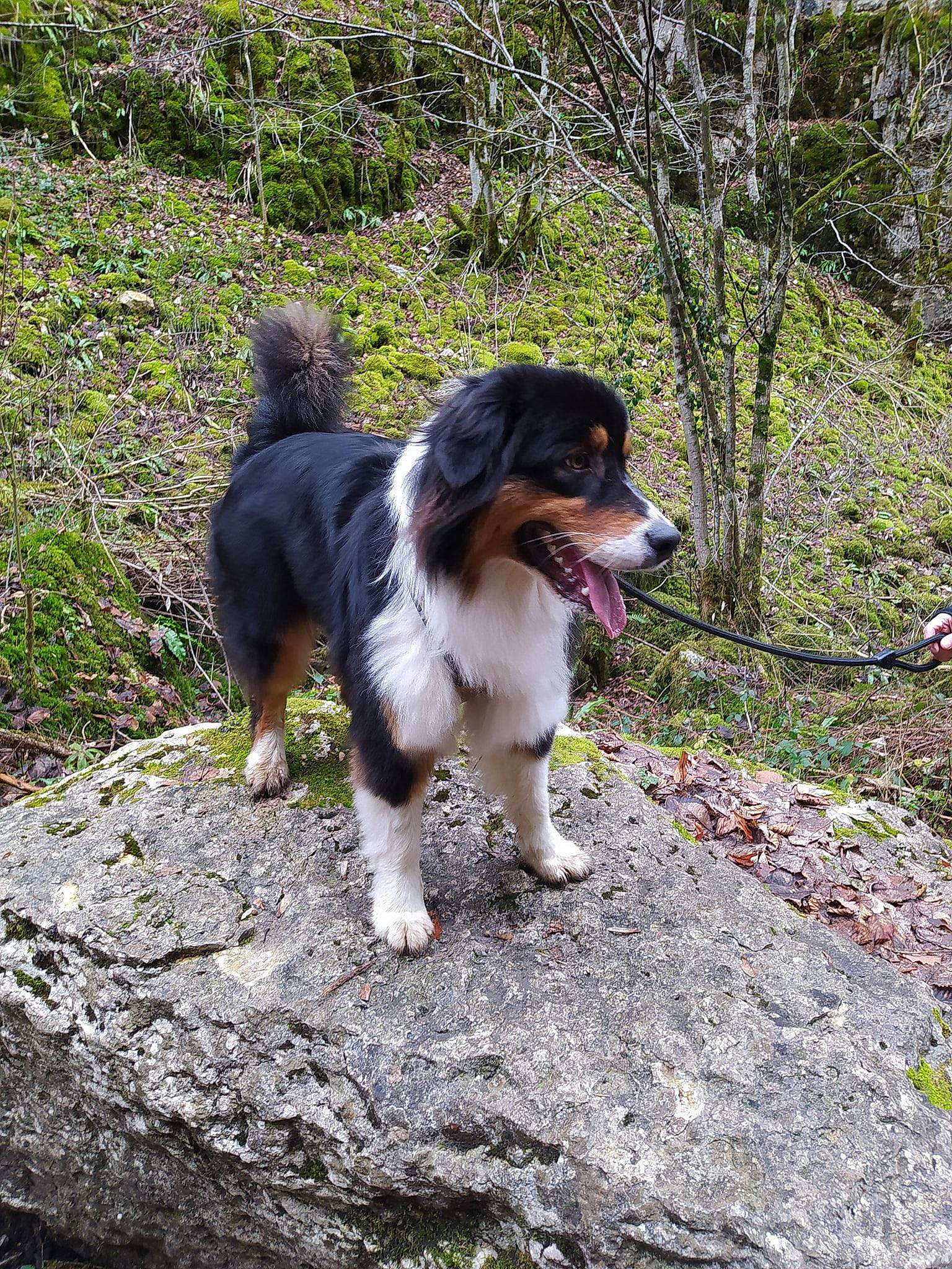 Poggo a rejoint le concours — aidez-le/la à gagner de superbes lots ! carnivore, companion_dog, dog, dog_breed, fawn, grass, hunting_dog, plant, sporting_group, tail, terrestrial_animal, tree, wood, working_dog