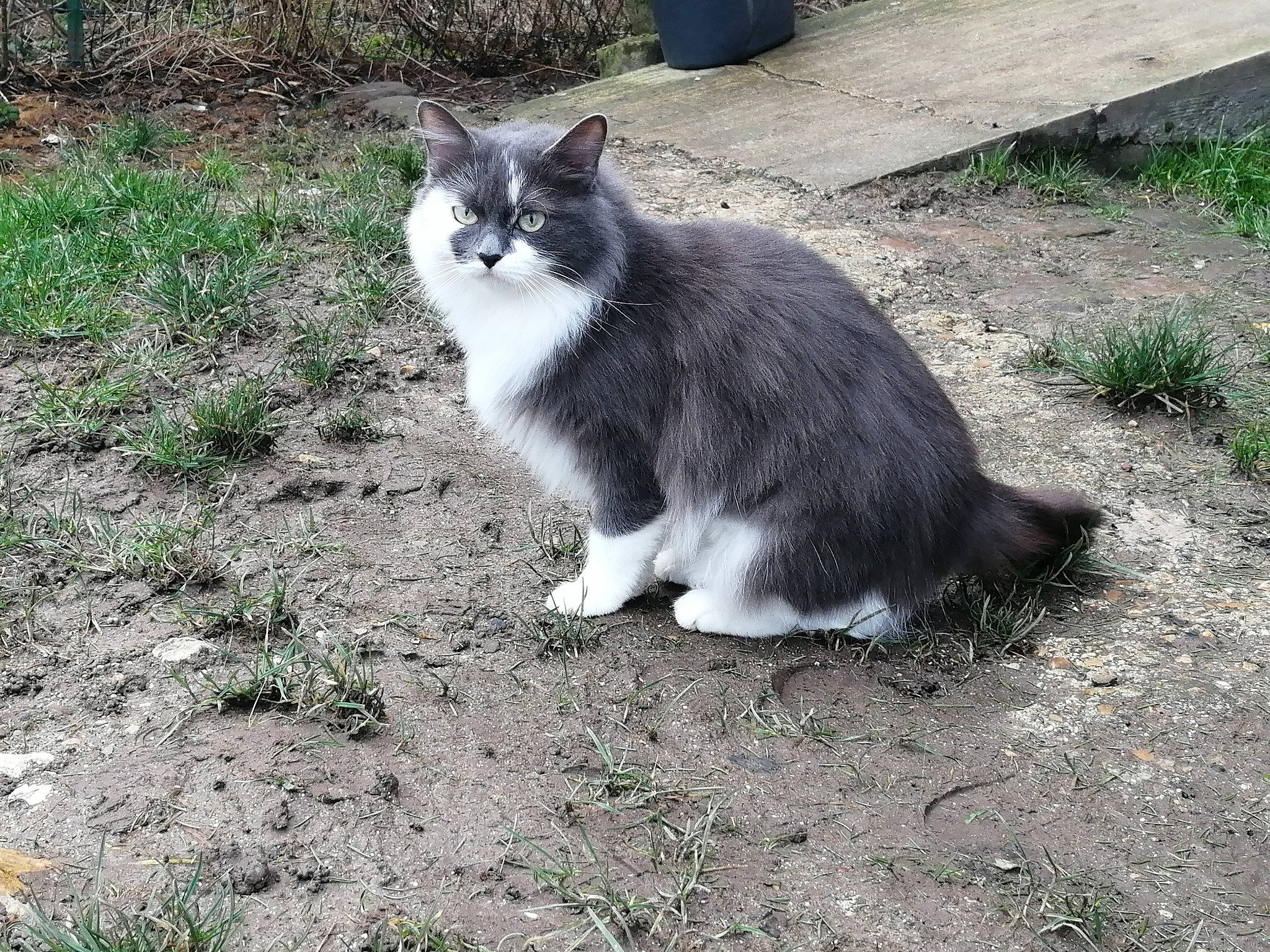 Chipie a rejoint le concours — aidez-le/la à gagner de superbes lots ! aegean_cat, black_and_white, carnivore, cat, domestic_long_haired_cat, domestic_short_haired_cat, european_shorthair, felidae, fur, grass, norwegian_forest_cat, polydactyl_cat, small_to_medium_sized_cats, tail, whiskers, wild_cat