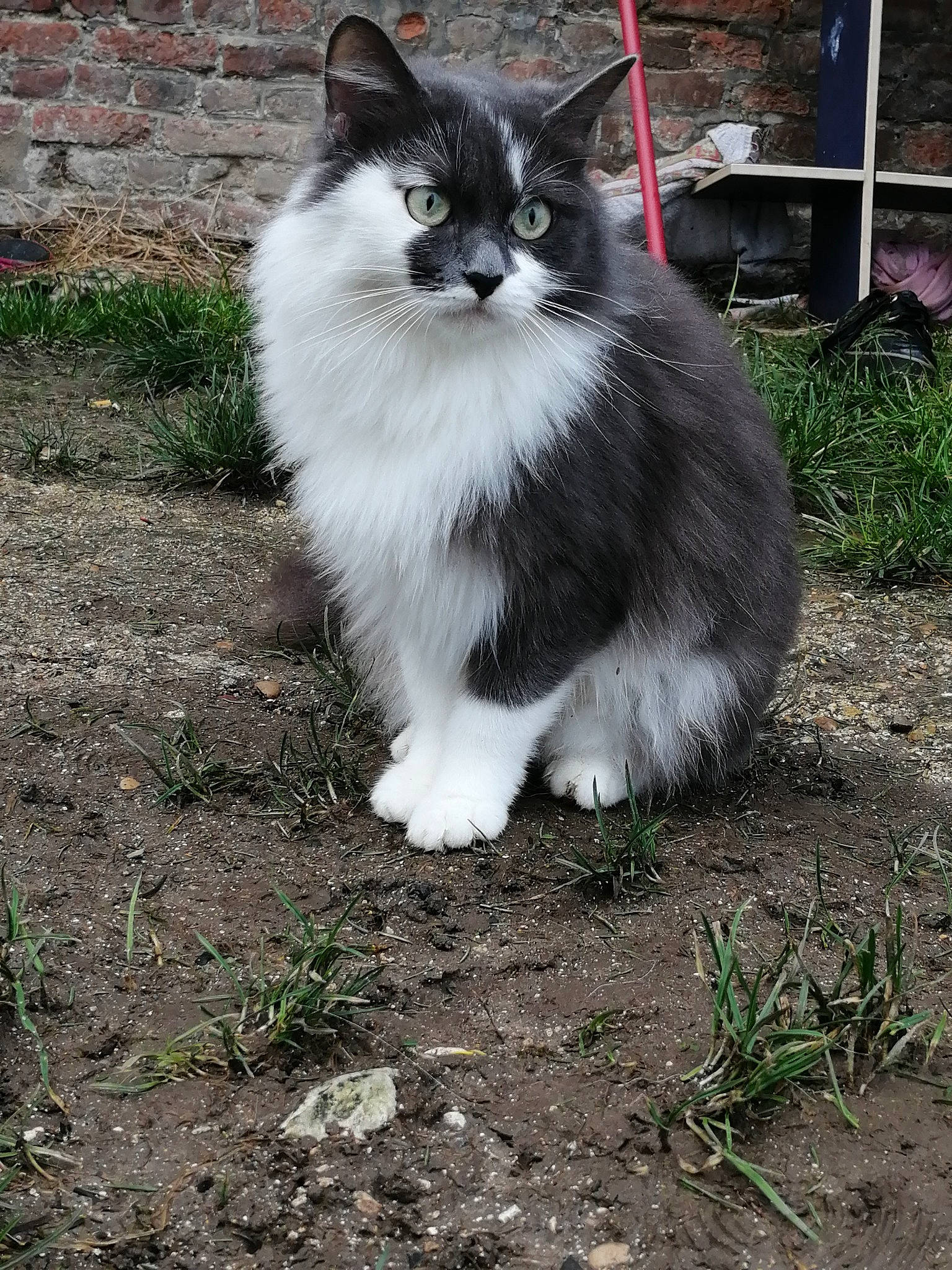 Chipie participe au concours pour gagner de l'argent avec cette photo : asian_semi_longhair, british_semi_longhair, carnivore, cat, cymric, domestic_long_haired_cat, felidae, fur, grass, maine_coon, mammal, norwegian_forest_cat, persian, ragamuffin, ragdoll, siberian, small_to_medium_sized_cats, tail, whiskers