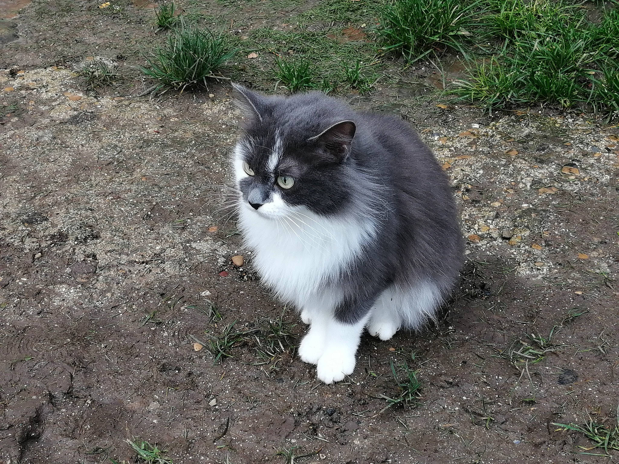 Chipie participe au concours pour gagner de l'argent avec cette photo : asian_semi_longhair, british_semi_longhair, carnivore, cat, cymric, domestic_long_haired_cat, domestic_short_haired_cat, felidae, fur, grass, mammal, norwegian_forest_cat, persian, polydactyl_cat, ragamuffin, siberian, small_to_medium_sized_cats, tail, whiskers, wild_cat