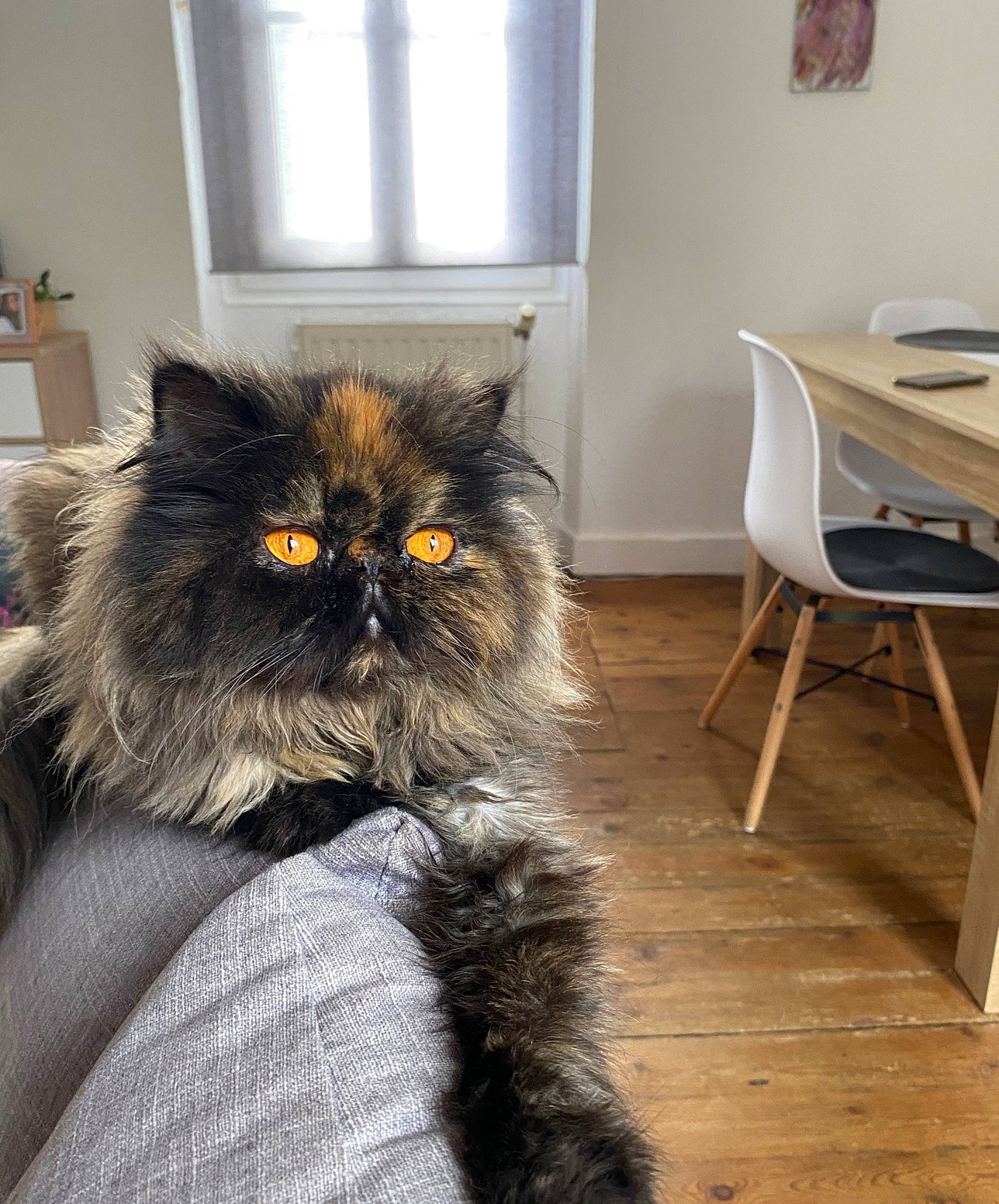 Neila participe au concours pour gagner de l'argent avec cette photo : british_longhair, british_semi_longhair, carnivore, cat, domestic_long_haired_cat, eye, fawn, felidae, fur, kitten, maine_coon, mammal, norwegian_forest_cat, persian, small_to_medium_sized_cats, whiskers