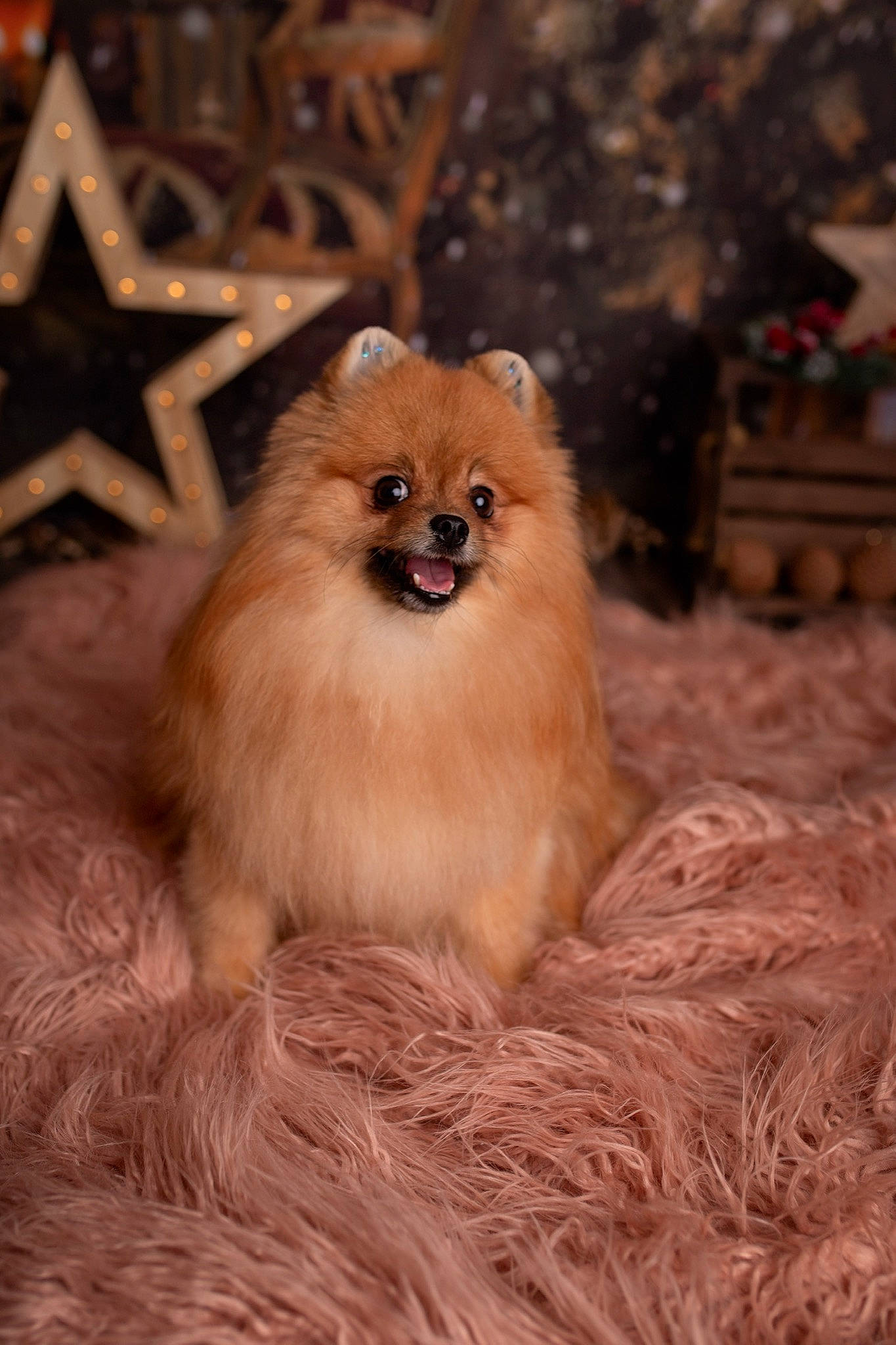 Eris is registered to the contest to win money with this photo: canidae, carnivore, claw, companion_dog, dog_breed, fawn, fur, liver, non_sporting_group, paw, snout, spitz, tail, terrestrial_animal, whiskers, wildlife, wood, working_animal