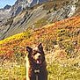 Aslan participe au concours pour gagner de l'argent avec cette photo : dog, outdoor, mountain, nature, grass, sunlight, autumn, fall_colors, pet, animal, sitting, happy, tag, fur, landscape, scenery, sky, hill, wildlife, daytime