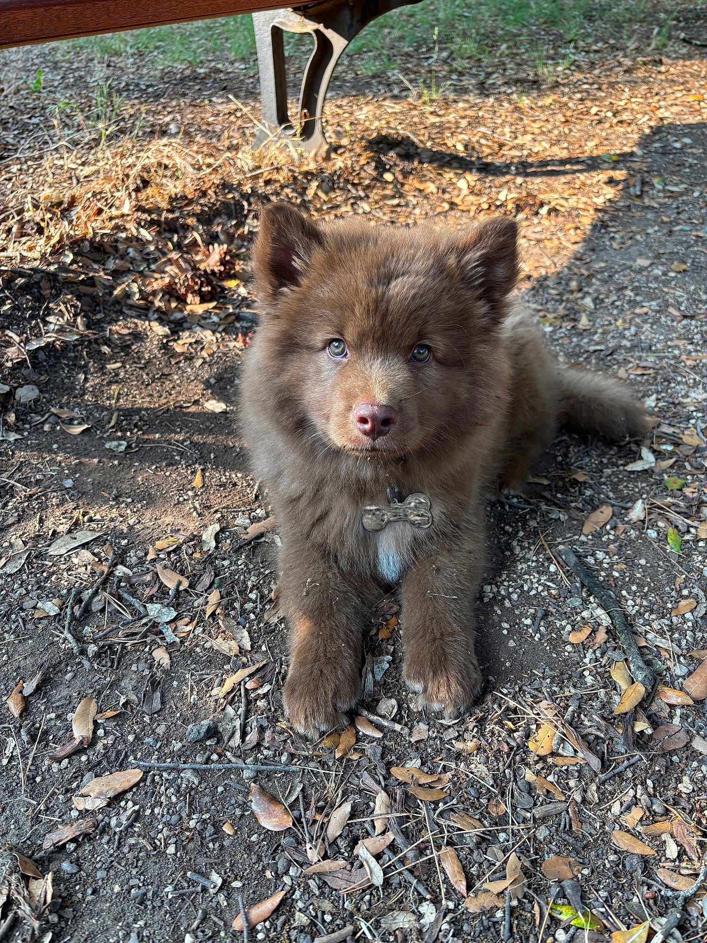 Aslan participe au concours pour gagner de l'argent avec cette photo : puppy, dog, brown_fur, outdoor, ground, leaves, twigs, sunlight, collar, tag, cute, pet, animal, nature, young_dog, fur, eyes, shadow, playful, closeup