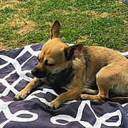 Gaïa a rejoint le concours — aidez-le/la à gagner de superbes lots ! dog, sleeping, tan_dog, small_dog, short_hair, pointed_ears, black_nose, outdoor, backyard, grass, blanket, patterned_blanket, resting, lying_down, relaxed, pet, animal, sunlight, garden_hose, portrait