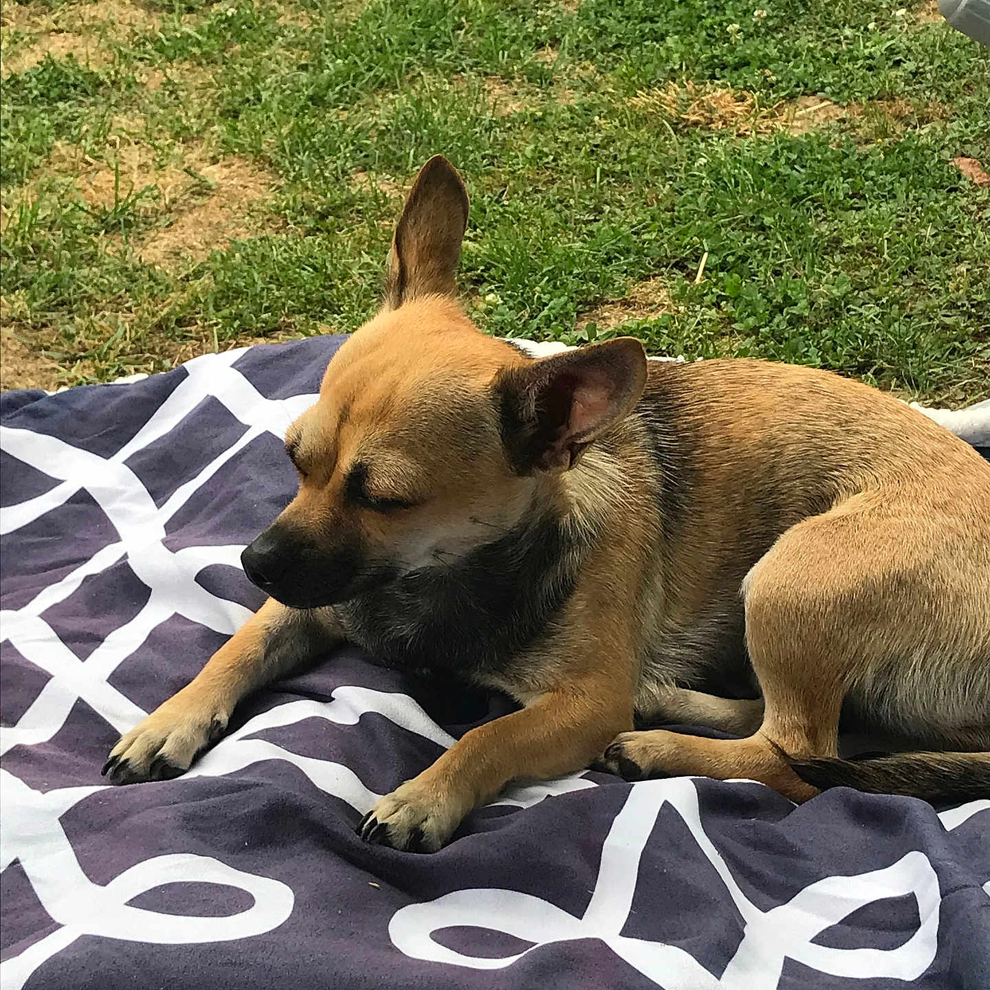 Gaïa a rejoint le concours — aidez-le/la à gagner de superbes lots ! dog, sleeping, tan_dog, small_dog, short_hair, pointed_ears, black_nose, outdoor, backyard, grass, blanket, patterned_blanket, resting, lying_down, relaxed, pet, animal, sunlight, garden_hose, portrait