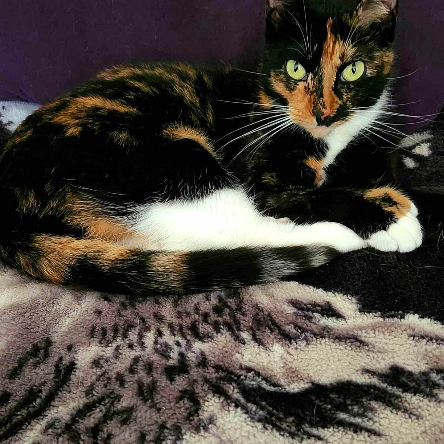 Freklz joined the competition — help win amazing prizes! abyssinian, angora, animal, art, bed, blanket, brasssection, cat, egyptiancat, furniture, homedecor, horn, kitten, manx, musicalinstrument, painting, person, pet, quilt, sleeping