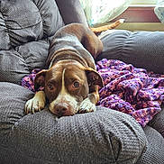 Amadeus joined the competition — help win amazing prizes! dog, brown_dog, white_markings, armchair, gray_furniture, knitted_blanket, purple_blanket, indoors, window, natural_light, resting_dog, pet, cozy, comfortable, looking_at_camera, cute, relaxed, household, living_room, animal
