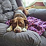 dog, brown_dog, white_markings, armchair, gray_furniture, knitted_blanket, purple_blanket, indoors, window, natural_light, resting_dog, pet, cozy, comfortable, looking_at_camera, cute, relaxed, household, living_room, animal