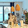 Blue is registered to the contest to win money with this photo: Santa_figure, bowl, chair, curtains, decor, dog, furniture, home_interior, island, kitchen, light, paper_towel, pendant_lights, pet, plant, sink, table, wicker, window, window_blinds