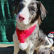 Blue joined the competition — help win amazing prizes! dog, puppy, scarf, red_scarf, pom_pom, wooden_deck, sunlight, green_background, penguin_toy, plush_toy, pet, animal, cute, sitting, outdoor, winter_accessory, fur, ears, nose, blue_eyes