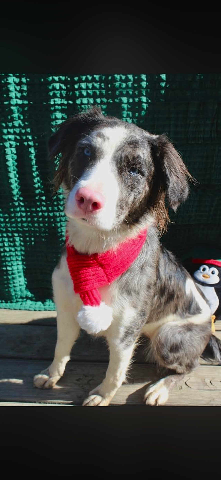 Blue joined the competition — help win amazing prizes! dog, puppy, scarf, red_scarf, pom_pom, wooden_deck, sunlight, green_background, penguin_toy, plush_toy, pet, animal, cute, sitting, outdoor, winter_accessory, fur, ears, nose, blue_eyes