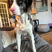 Blue is registered to the contest to win money with this photo: blue_eye, brown_eye, carpet, couch, dog, domestic_animal, floor, fur, furniture, houseplant, indoor, lamp, living_room, painting, pet, pillow, portrait, quilted, relaxed, seated