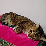 Church joined the competition — help win amazing prizes! cat, tabby, pet, animal, feline, resting, blanket, pink, couch, floral_pattern, indoor, relaxed, fur, whiskers, ears, sleepy, domestic_cat, side_view, comfort, home