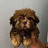 Moose joined the competition — help win amazing prizes! puppy, dog, brown_fur, fluffy, small_dog, portrait, close_up, pet, animal, cute, adorable, front_facing, paws, dark_eyes, nose, long_fur, being_held, hand, indoor, plain_background