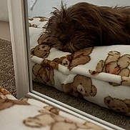 Moose is registered to the contest to win money with this photo: dog, sleeping, pet, shaggy, brown, fluffy, small_dog, mirror, bed, blanket, teddy_bears, bedroom, indoors, cozy, resting, relaxed, reflection, carpet, bedding, portrait