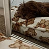 dog, sleeping, pet, shaggy, brown, fluffy, small_dog, mirror, bed, blanket, teddy_bears, bedroom, indoors, cozy, resting, relaxed, reflection, carpet, bedding, portrait