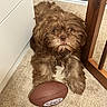 Moose joined the competition — help win amazing prizes! dog, puppy, fluffy, brown_fur, long_hair, small_dog, pet, animal, portrait, sitting, lying_down, looking_at_camera, brown_eyes, nose, paws, football, sporting_goods, indoor, carpet, furniture