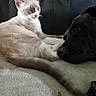 Bébé Chat a rejoint le concours — aidez-le/la à gagner de superbes lots ! animal, canine, cat, closeup, companion, couch, cozy, cute, dog, feline, friendship, fur, home, indoor, nap, pet, relaxing, resting, sleeping, snuggle
