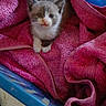 Bébé Chat participe au concours pour gagner de l'argent avec cette photo : animal, blue_basket, cat, cozy, cute, domestic, feline, floor, fur, indoor, kitten, laundry_basket, paw, pet, pink_towel, resting, sleepy, small, whiskers, young