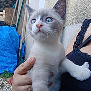 Bébé Chat a rejoint le concours — aidez-le/la à gagner de superbes lots ! kitten, cat, blue_eyes, person, hand, black_clothing, lace, outdoor, garden_tools, blue_tarp, wall, curious, pet, animal, feline, fur, paw, holding, closeup, young
