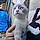 Bébé Chat