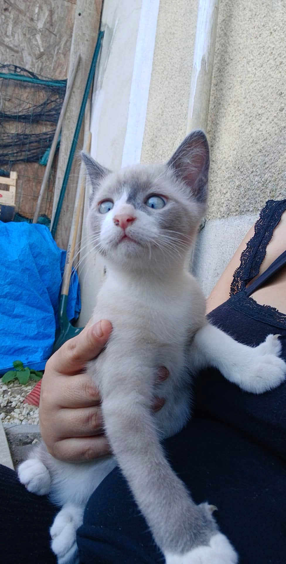 Bébé Chat a rejoint le concours — aidez-le/la à gagner de superbes lots ! kitten, cat, blue_eyes, person, hand, black_clothing, lace, outdoor, garden_tools, blue_tarp, wall, curious, pet, animal, feline, fur, paw, holding, closeup, young
