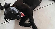 Owen participe au concours pour gagner de l'argent avec cette photo : animal, black_dog, canine, collar, cute, dog, domestic_animal, ears, floor, friendly, happy, indoor, looking_at_camera, lying_down, paw, pet, playful, tail, tile, tongue_out